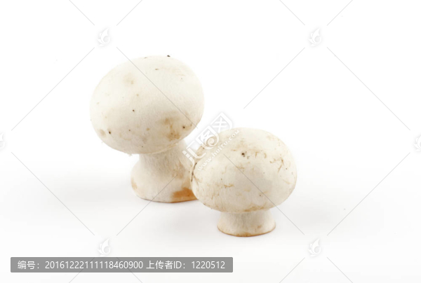 白蘑菇人孤立在白色背景