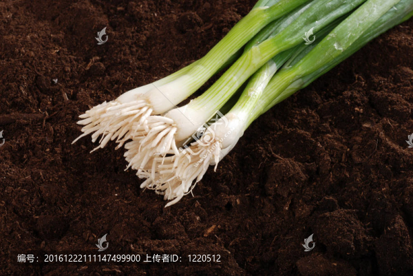 花園土壤中的蔥