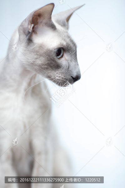 無毛貓