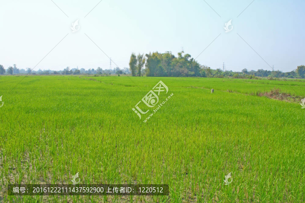 稻田