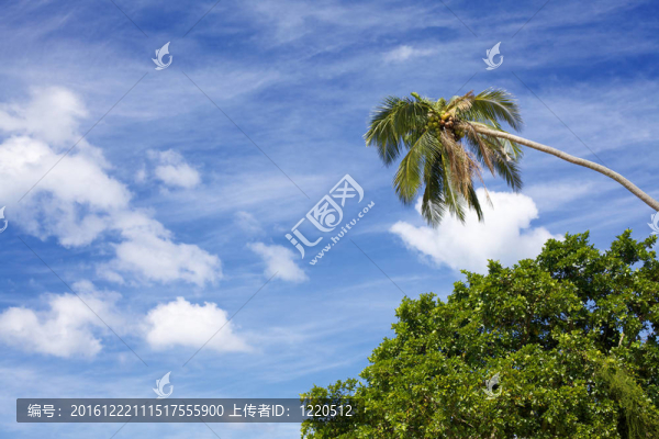 熱帶叢林