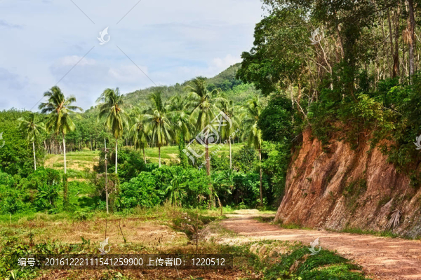 在Jungle的路上