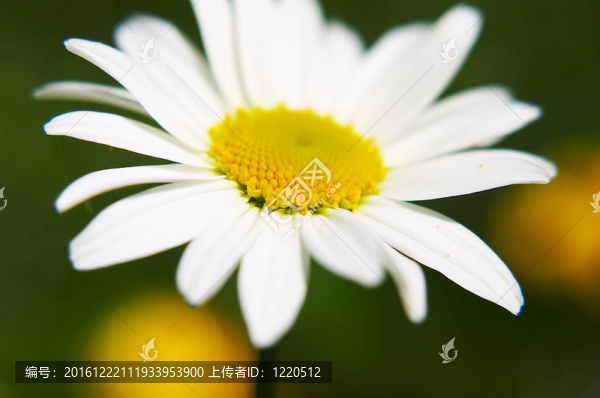 洋甘菊