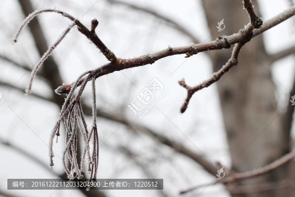 冬天的樹枝