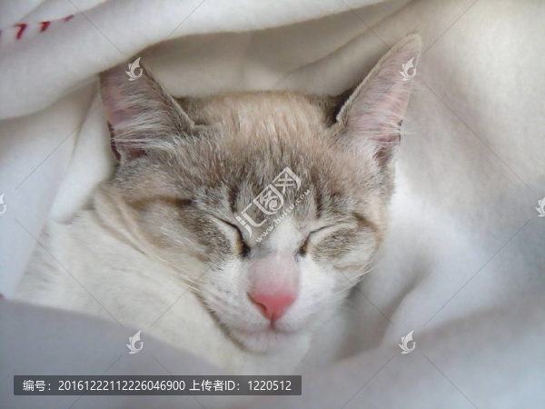 正在睡覺的貓