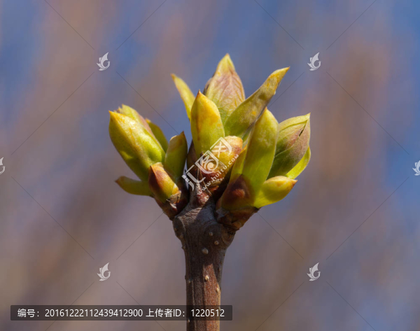 春天的花蕾