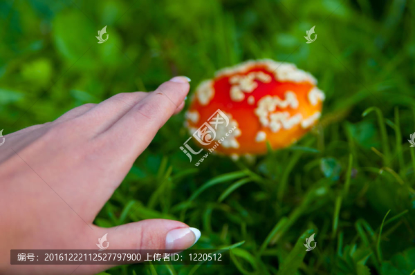 粉木耳蘑菇