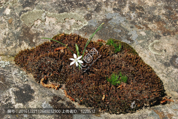 干苔；地衣和白花