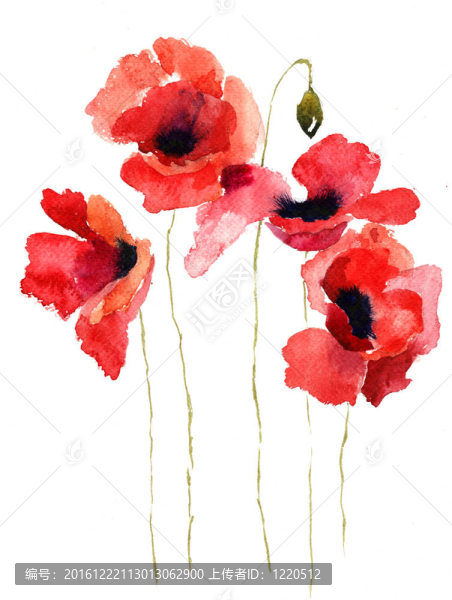 罌粟花插圖