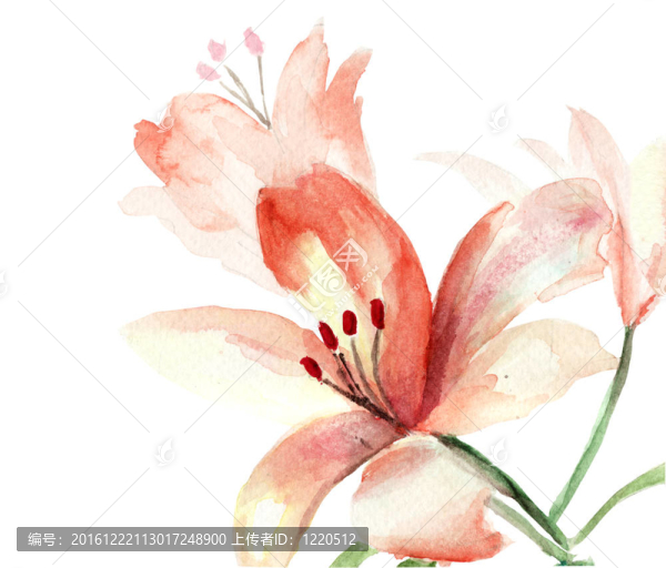 美麗的Lily,flowers