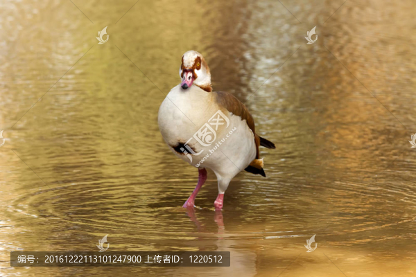 鵝