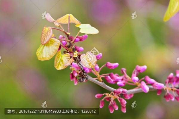 植物區(qū)系
