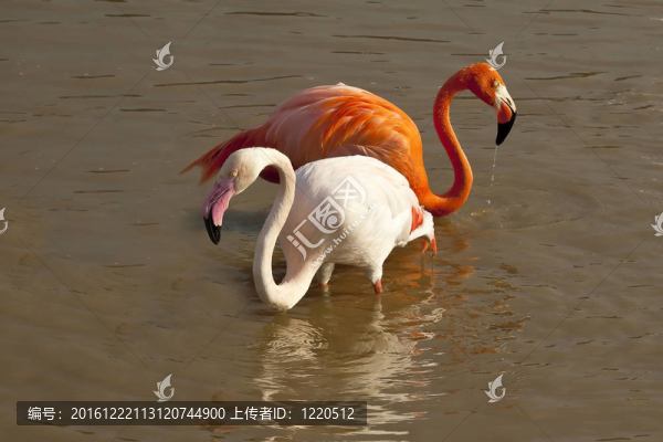 火烈鳥