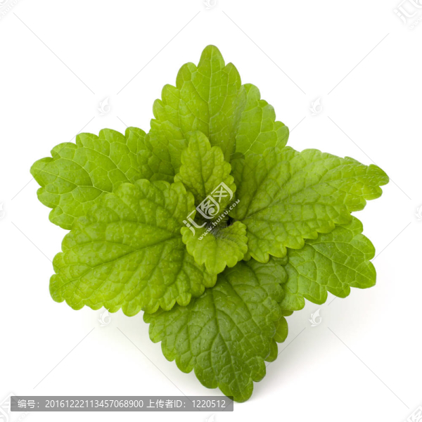 薄荷