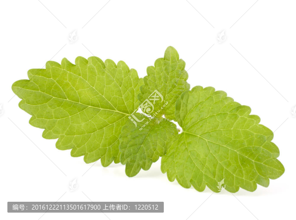 薄荷