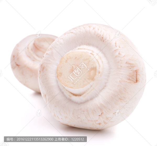 香菇蘑菇
