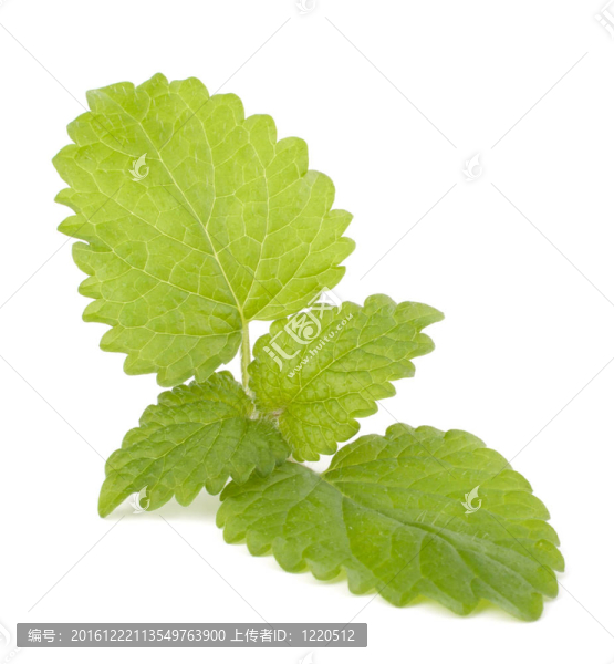 薄荷