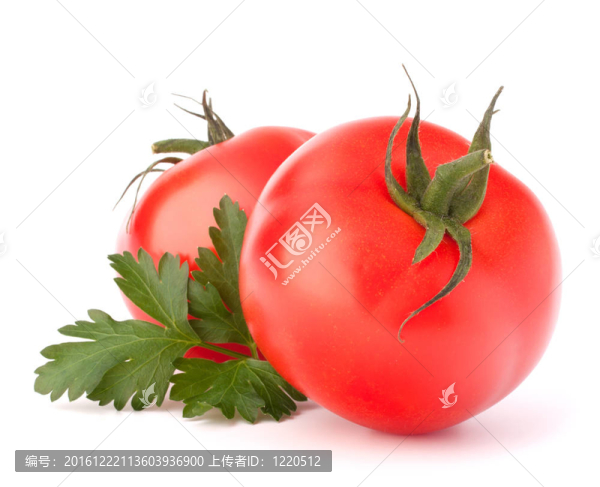 兩個番茄蔬菜和歐芹葉子仍然生活