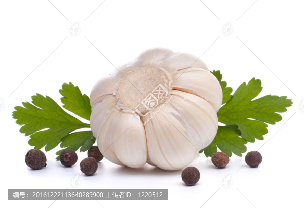 大蒜鱗莖