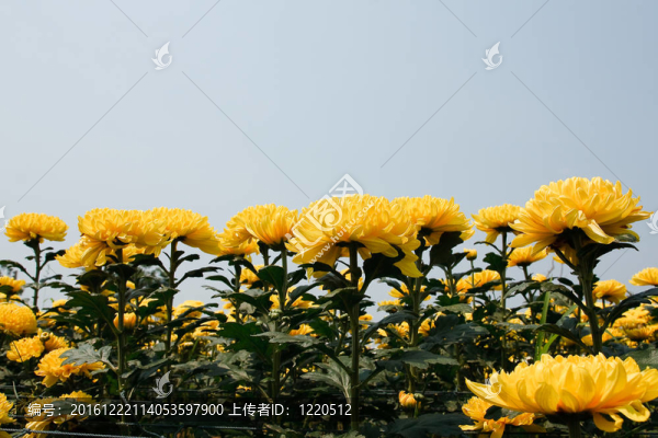 美麗的黃花菊花