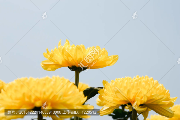 美麗的黃花菊花