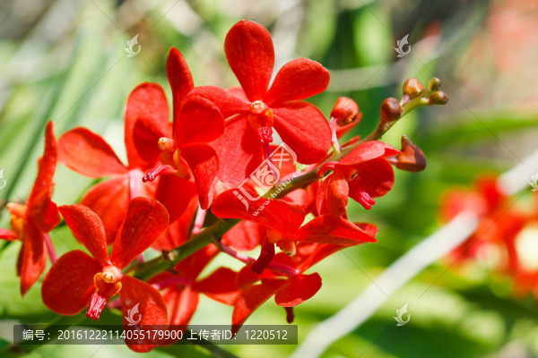 蘭花在泰國的花園