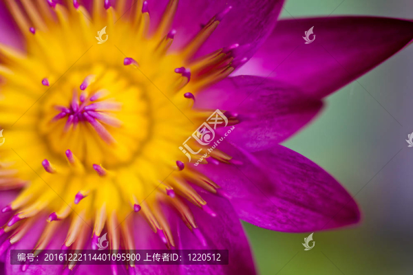 美麗的花紫色蓮花與黃色花粉