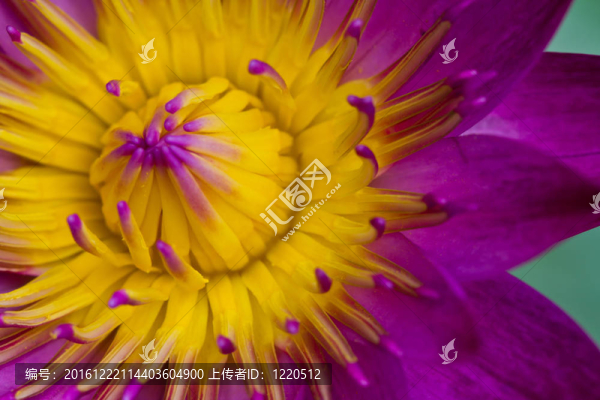 美麗的花紫色蓮花與黃色花粉