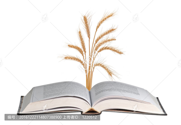 從書中生長(zhǎng)的小麥