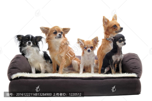 吉娃娃在沙發(fā)上