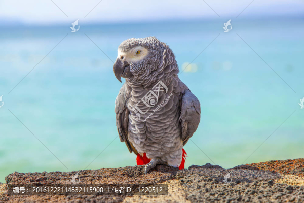美麗的阿糖胞苷墻上坐在海濱長廊