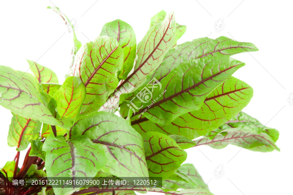 Bloodwort；毛紅白色背景