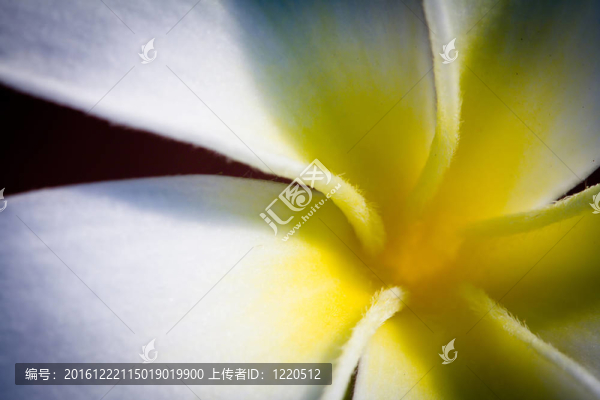 雞蛋花的熱帶花卉