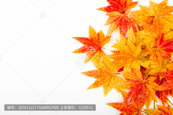 人工楓葉孤立在一個(gè)白色的