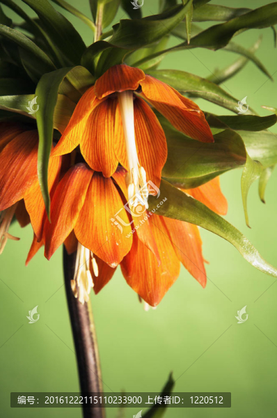 百合花（花貝母）
