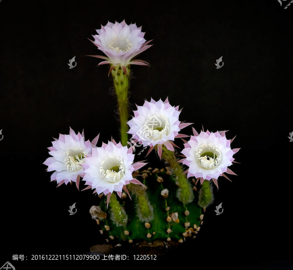 復(fù)活節(jié)的百合花仙人掌