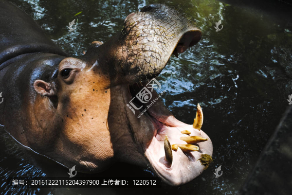 河馬河馬張開嘴