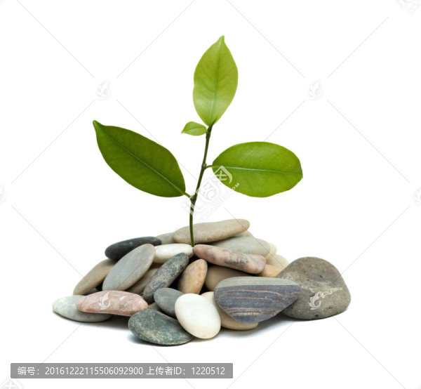從一堆卵石中長(zhǎng)出的樹(shù)梢