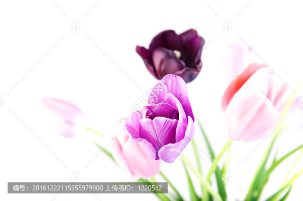 郁金香