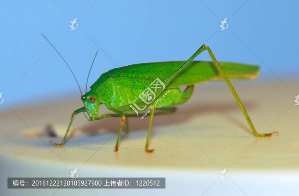 布什板球