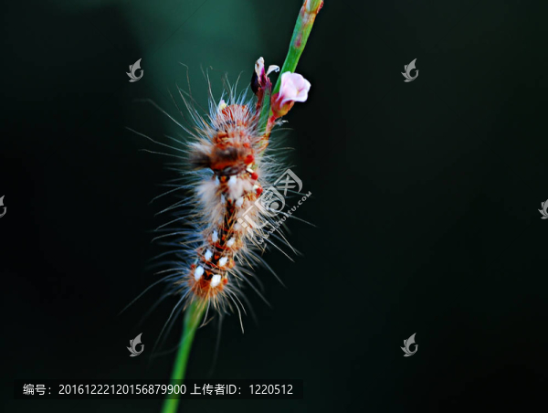 刀鋒卡特彼勒