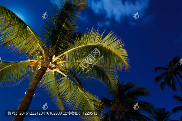 熱帶夜空；棕櫚樹和Moon