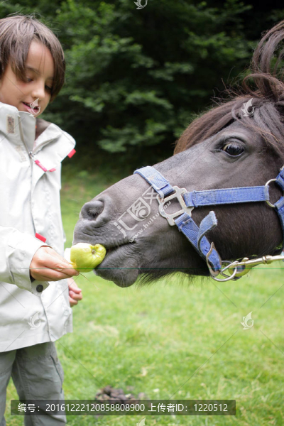 小男孩喂馬