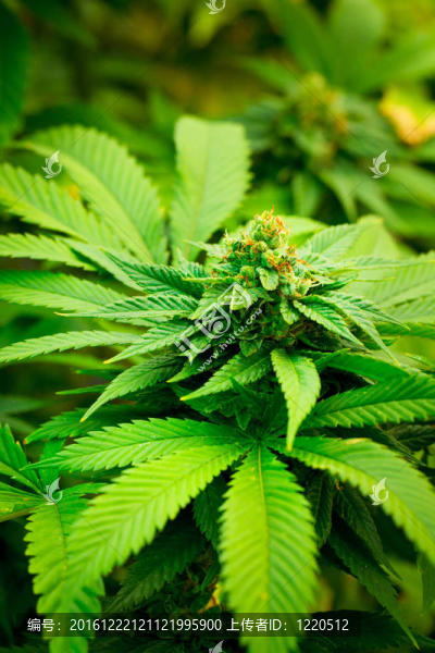大麻植物