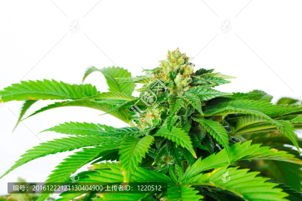 大麻植物