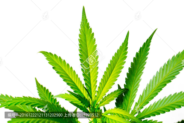 大麻植物