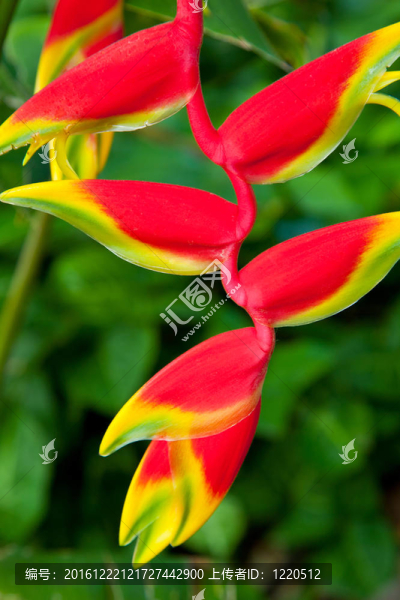 美；美；開花；花；植物；植物；明亮；C