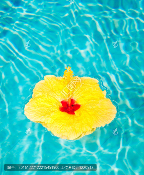五顏六色的花漂浮在池中