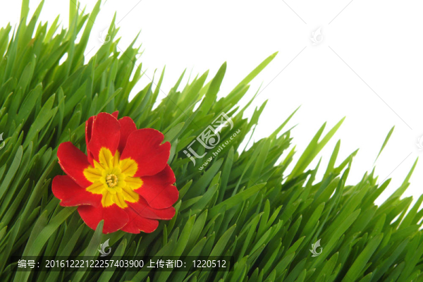 綠色的草地上紅櫻草白色隔離