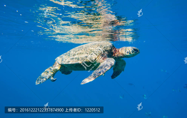 綠色海龜在海洋中游泳
